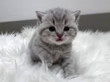 5 bin tl British scottish minoşlar İstanbul cins kedi