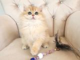 Safkan British Longhair Golden Güzeller Güzeli Kız