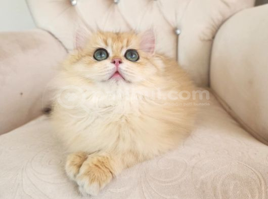 Safkan british longhair golden güzeller güzeli kız