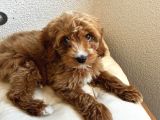 30 Mart Doğumlu Erkek Malti̇poo Yavrumuz