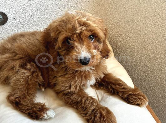 30 Mart Doğumlu Erkek Malti̇poo Yavrumuz görsel