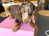 Dachshund yavrularımız