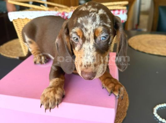 Dachshund yavrularımız