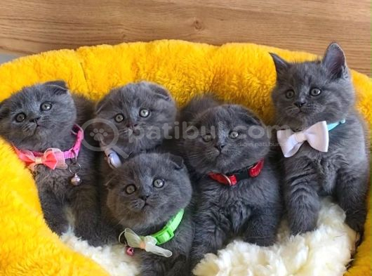 Ayı suratlı blue scotısh fold bebeklerim