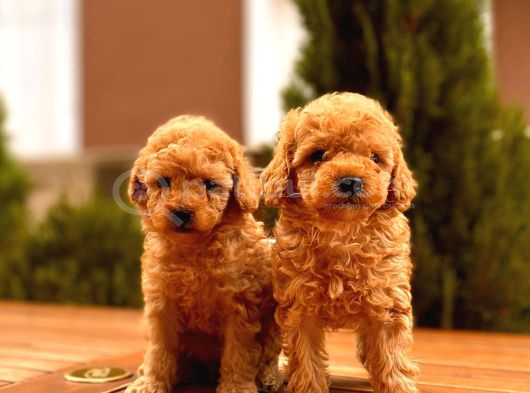 Red Toy Poodle Yavrular