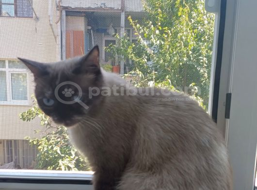 Acil Ücretsi̇z Sahi̇plendi̇rme görsel