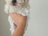 Maltese Terier Yavrularimiz