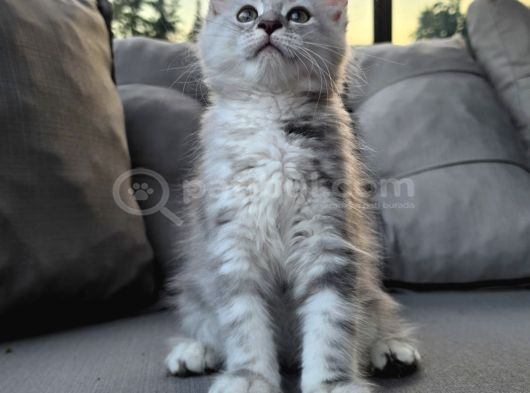 Maincoon yavrular dev