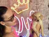 Sağlık Ve Irk Garantili Labrador Retriever