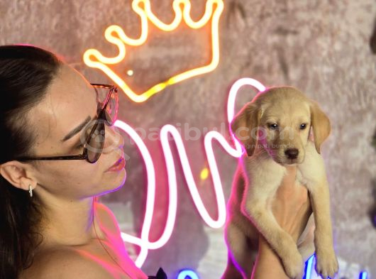Sağlık Ve Irk Garantili Labrador Retriever görsel