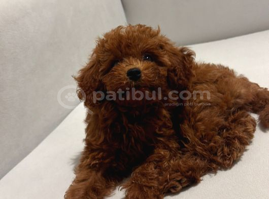 Irk garantili toy poddle İstanbul