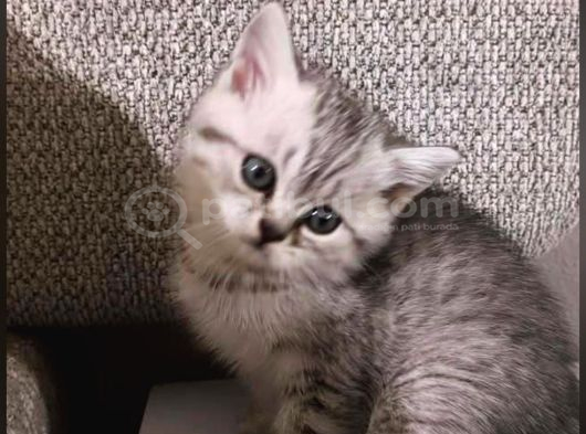 Safkan A Kalite  Silver Bebekler görsel