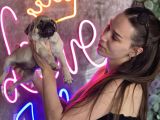 Irk Garantili sağlıklı Pug Bebekler