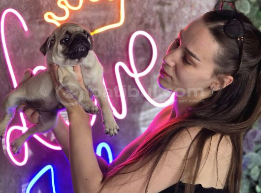 Irk Garantili sağlıklı Pug Bebekler