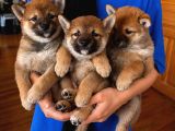 Shiba Inu özel yavrular
