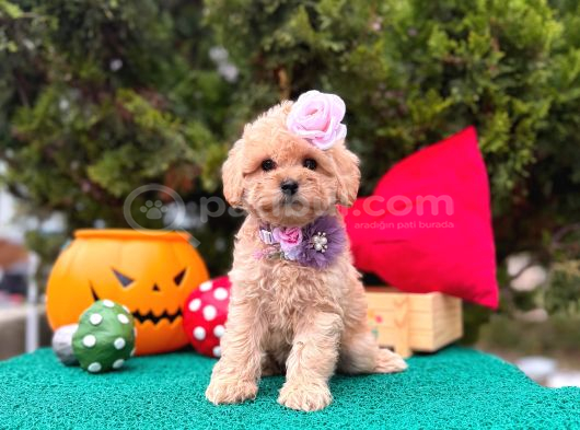 Mini Maltipoo Üst Kalite Yavrular görsel