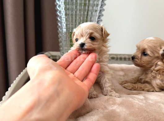 Malti̇poo Ci̇nsi̇ Yavrular Ev Üreti̇mi̇ görsel