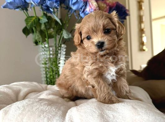 MALTİPOO CİNSİ YAVRULAR EV ÜRETİMİ