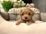 KAHVE TONLU MALTİPOO CİNSİ YAVRULAR