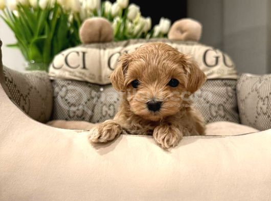 KAHVE TONLU MALTİPOO CİNSİ YAVRULAR