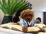 Toy Poodle Sevi̇mli̇ Yavrular Ev Üreti̇mi̇