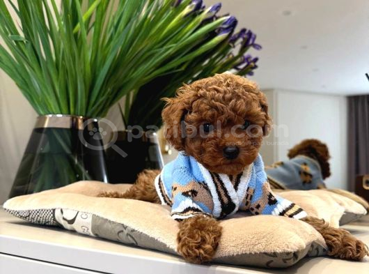 Toy Poodle Sevi̇mli̇ Yavrular Ev Üreti̇mi̇ görsel