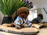 TOY POODLE SEVİMLİ YAVRULAR EV ÜRETİMİ