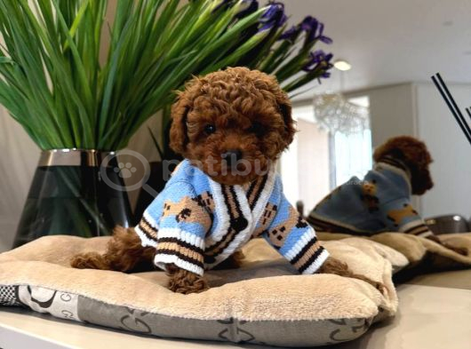 TOY POODLE SEVİMLİ YAVRULAR EV ÜRETİMİ