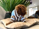 Toy Poodle Sevi̇mli̇ Yavrular Ev Üreti̇mi̇