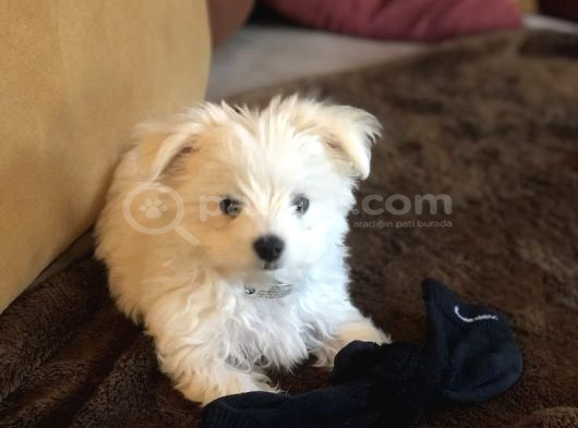 KAR BEYAZ MALTESE TERRİER CİNSLERİ