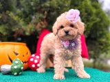 Mini Maltipoo Üst Kalite Yavrular