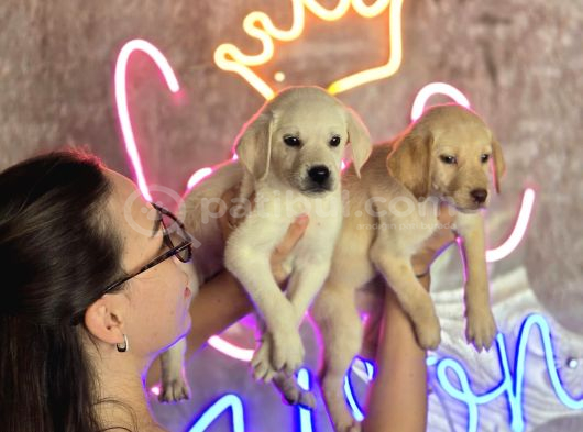 Sağlık ve Irk Garantili Labrador Retriever