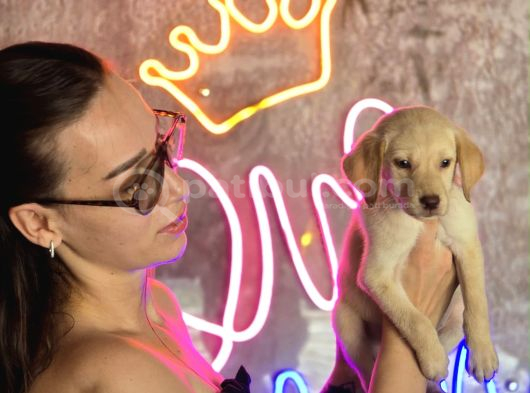 Sağlık Ve Irk Garantili Labrador Retriever görsel
