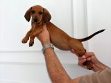 IRK VE SAĞLIK DAKHUND SOSİS KÖPEK  YAVRULARIMIZ