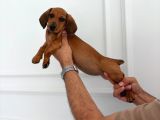 Irk Ve Sağlik Dakhund Sosi̇s Köpek  Yavrularimiz