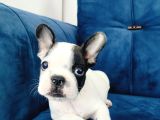 A Kalite French Bulldog Yavrularıı