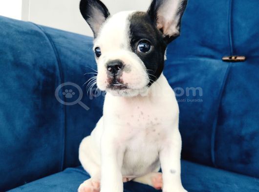 A kalite french bulldog yavrularıı