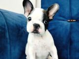 A Kalite French Bulldog Yavrularıı