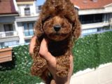 Toy toy poodle bebek teslime hazır