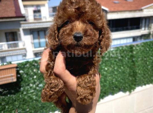 Toy toy poodle bebek teslime hazır