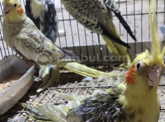 Yavru Sultanlarimiz Yeni̇ Yuvalarini Ariyor görsel