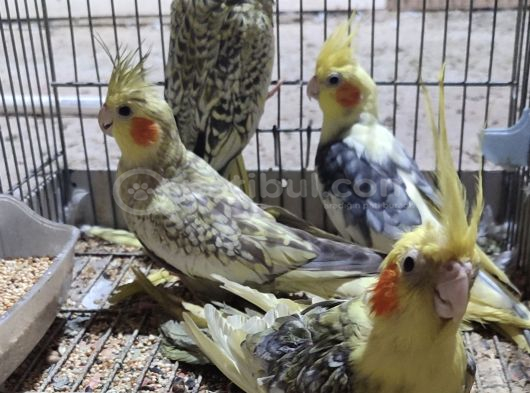 YAVRU SULTANLARIMIZ YENİ YUVALARINI ARIYOR
