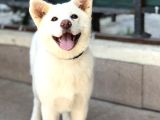 3-5 ay Karma aşıları bitmiş Orjinal akita inu