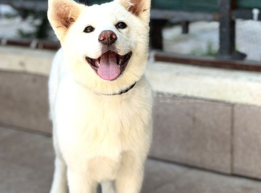 3-5 ay Karma aşıları bitmiş Orjinal akita inu