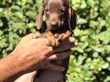 Yeşil gözlü chocolatte tan mini daucshand