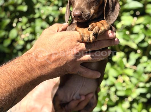 Yeşil Gözlü Chocolatte Tan Mini Daucshand görsel