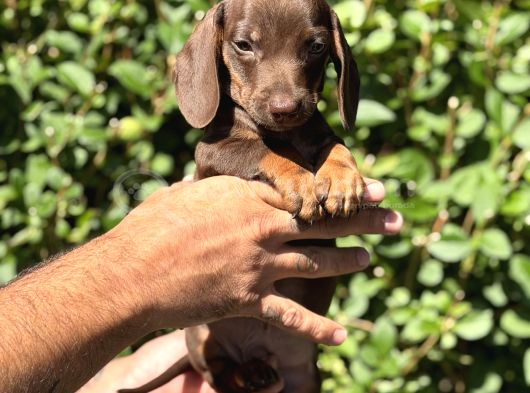 Yeşil Gözlü Chocolatte Tan Mini Daucshand görsel
