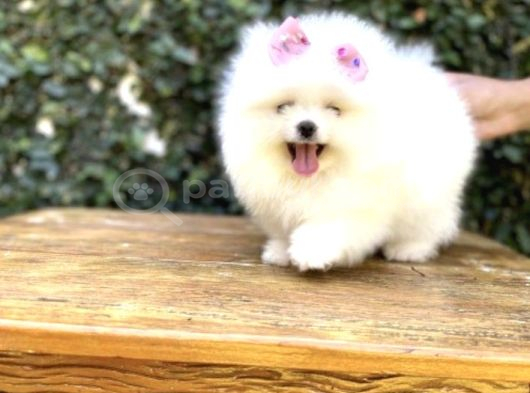 Ayı Surat Safkan Pomeranian Yavrular görsel