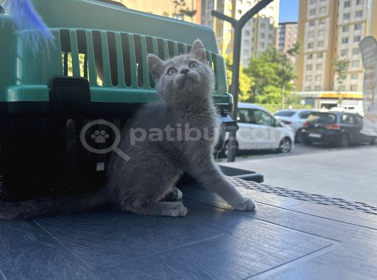 Aşırı güzel oyuncu british shorthair yavrumuz
