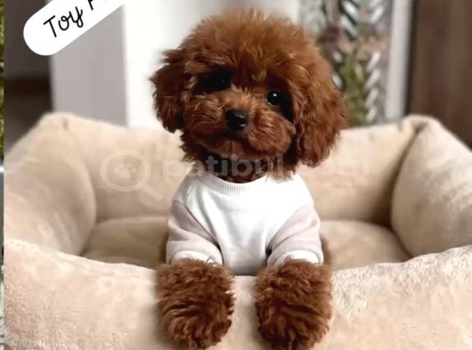 TOY POODLE SEVİMLİ YAVRULAR EV ÜRETİMİ